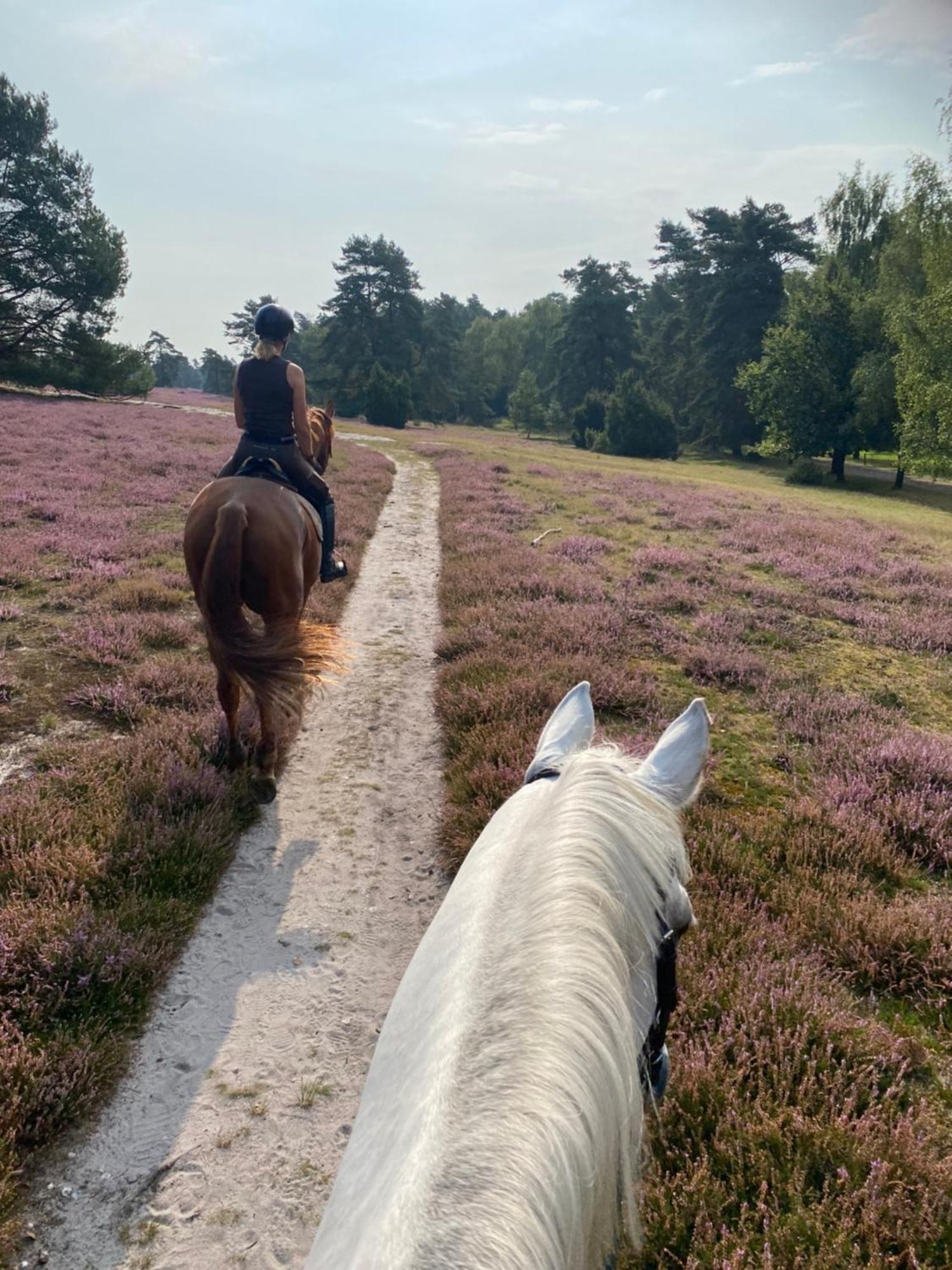 Heidegut Eschede Reitsportanlage Und Feriendorf Kültér fotó