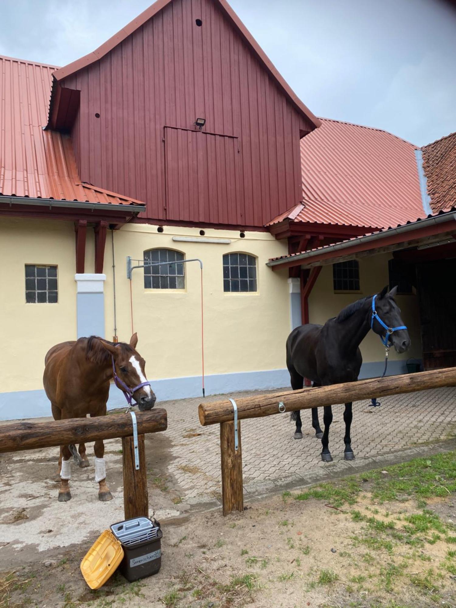 Heidegut Eschede Reitsportanlage Und Feriendorf Kültér fotó